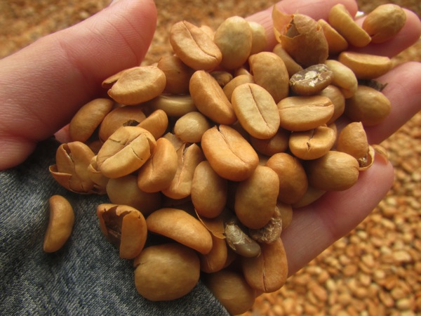 dried-beans-in-hand.JPG