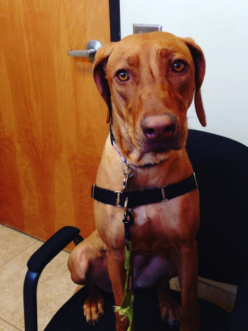 nala-kennel-cough-rhodesian-ridgeback