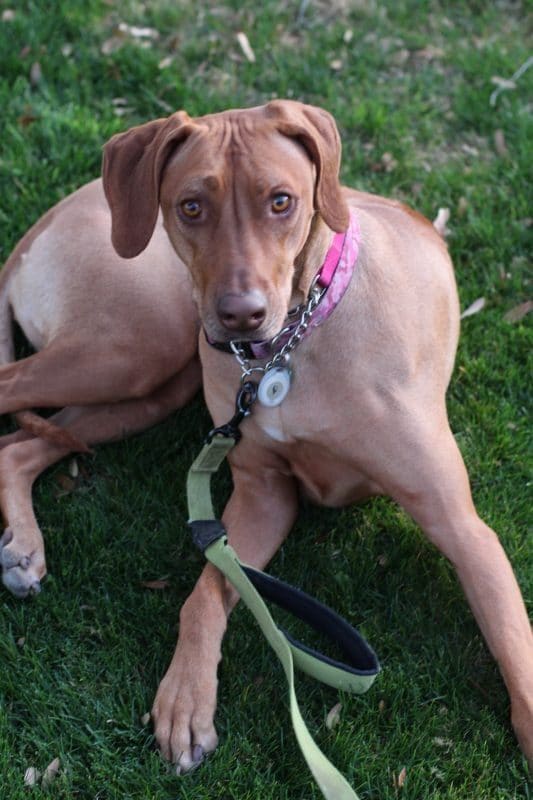 3 year old Rhodesian ridgeback