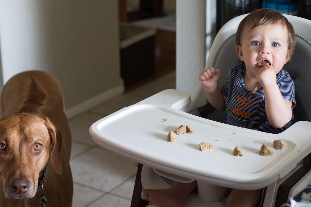 8 Month Old Baby Eating Coconut Oil Banana Muffin