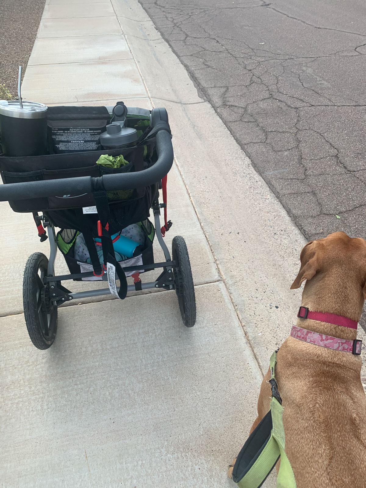 dog and stroller