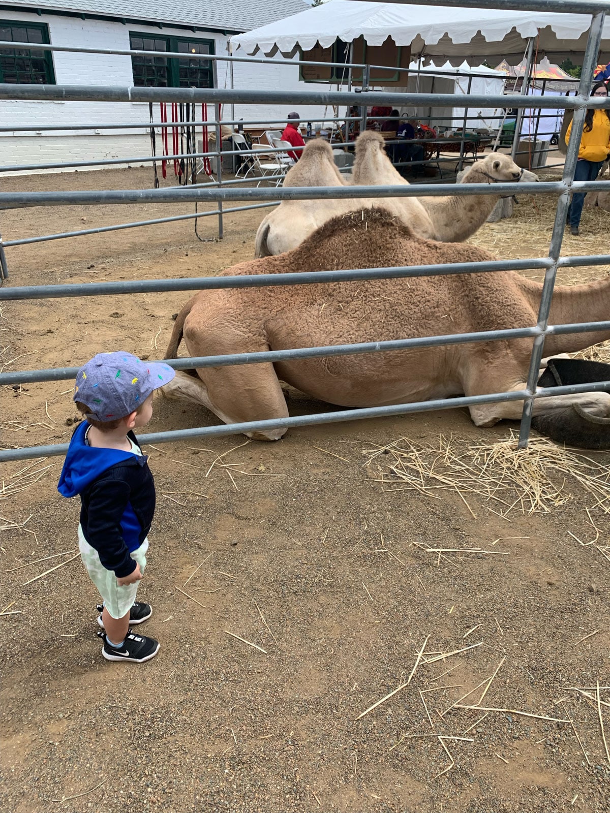 coconino county fair